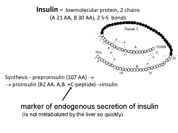 Insulin = lowmolecular protein, 2 chains (A 21 AA, B 30 AA), 2 S-S