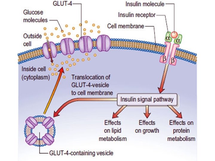 Insulin receptor Lincová a kol. 2002 