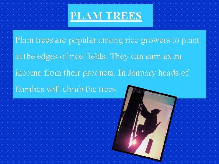 PLAM TREES Plam trees are popular among rice growers to plant at the edges