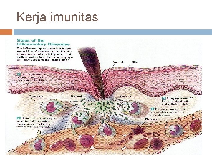 Kerja imunitas 