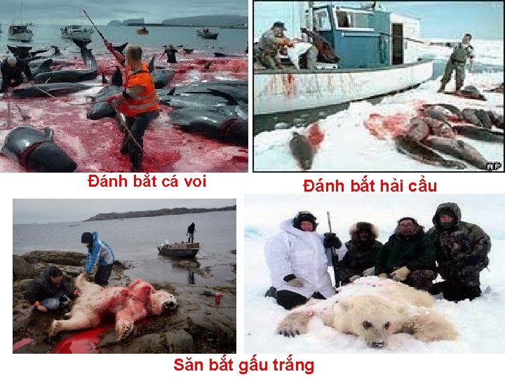 Đánh bắt cá voi Đánh bắt hải cẩu Săn bắt gấu trắng 