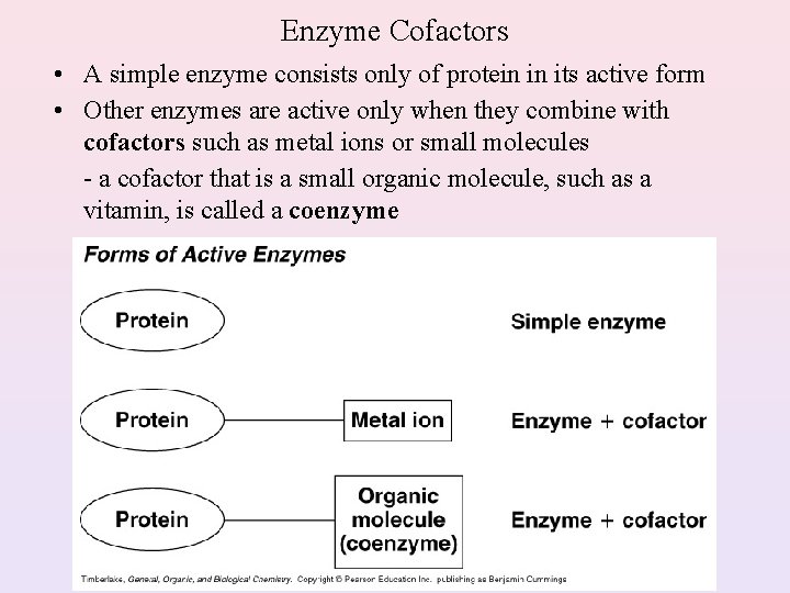 Enzyme Cofactors • A simple enzyme consists only of protein in its active form