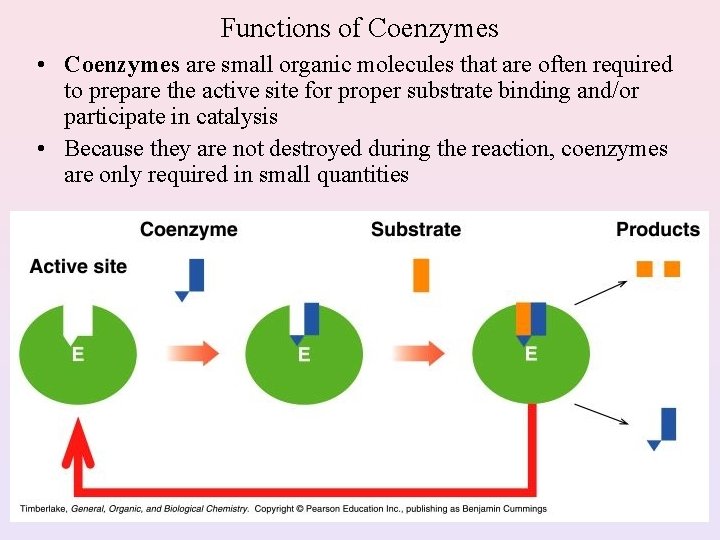 Functions of Coenzymes • Coenzymes are small organic molecules that are often required to