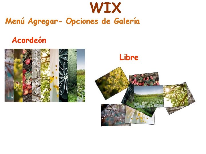 WIX Menú Agregar- Opciones de Galería Acordeón Libre 