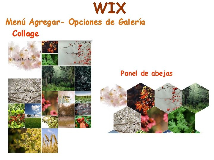 WIX Menú Agregar- Opciones de Galería Collage Panel de abejas 