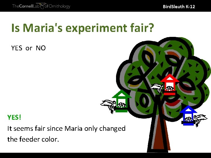 Bird. Sleuth K-12 Is Maria's experiment fair? YES or NO YES! It seems fair