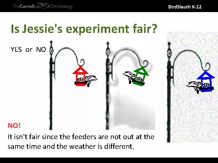 Bird. Sleuth K-12 Is Jessie's experiment fair? YES or NO NO! It isn't fair