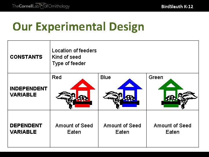 Bird. Sleuth K-12 Our Experimental Design CONSTANTS Location of feeders Kind of seed Type