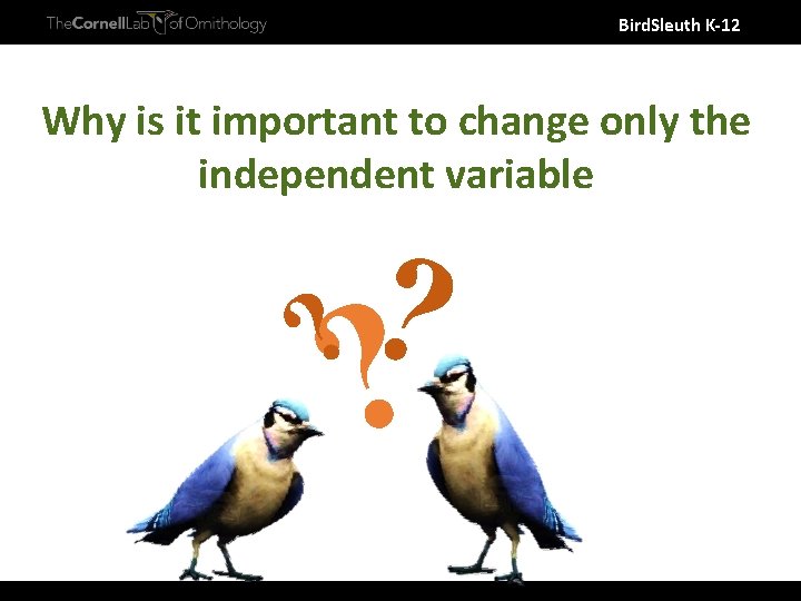 Bird. Sleuth K-12 Why is it important to change only the independent variable ?