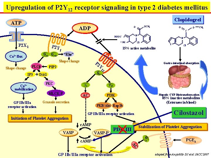 Upregulation of P 2 Y 12 receptor signaling in type 2 diabetes mellitus Clopidogrel