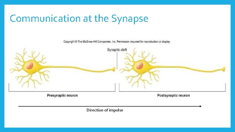 Communication at the Synapse Direction of impulse 
