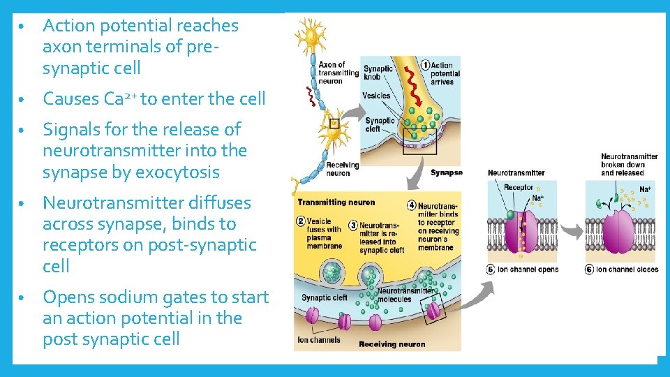  • Action potential reaches axon terminals of presynaptic cell • Causes Ca 2+