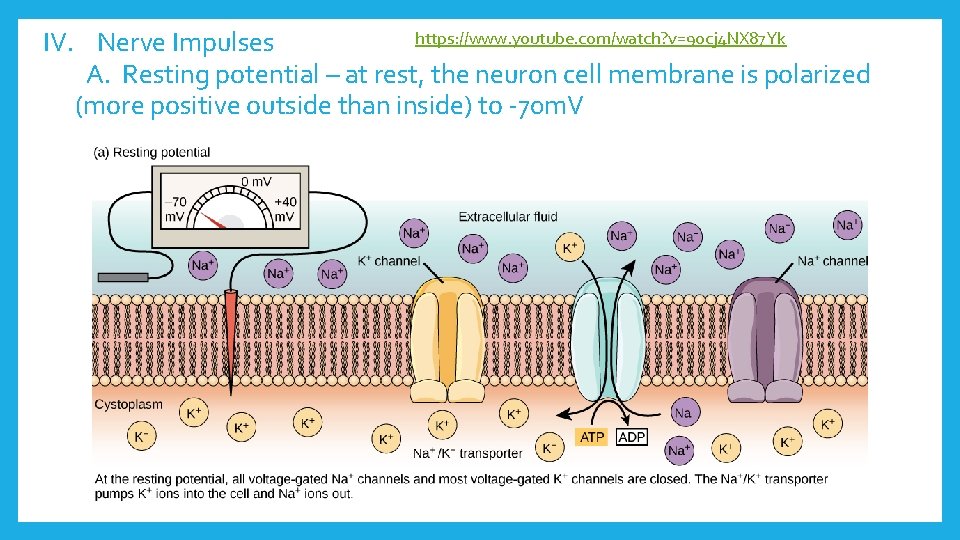 https: //www. youtube. com/watch? v=90 cj 4 NX 87 Yk IV. Nerve Impulses A.
