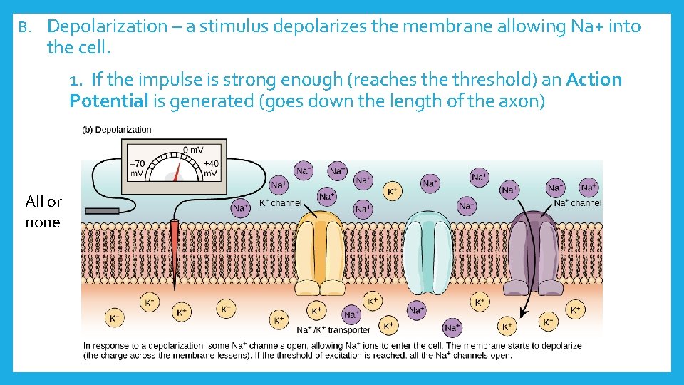 B. Depolarization – a stimulus depolarizes the membrane allowing Na+ into the cell. 1.