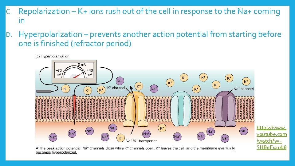 C. Repolarization – K+ ions rush out of the cell in response to the