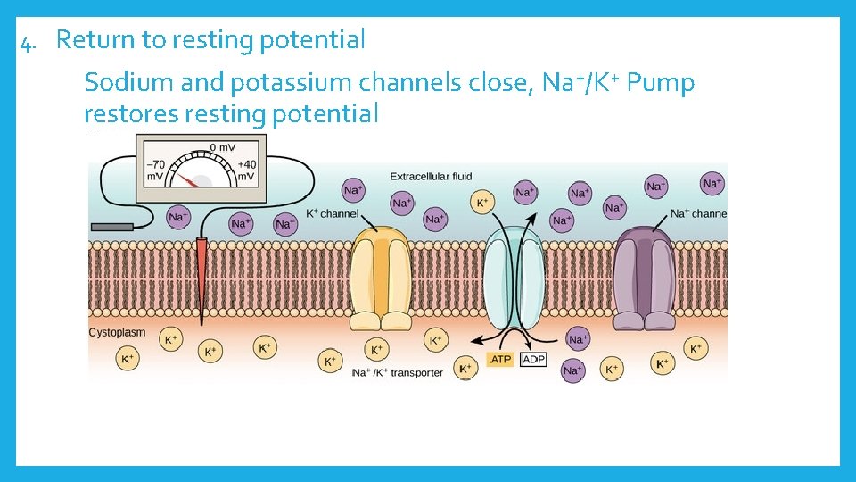 4. Return to resting potential Sodium and potassium channels close, Na+/K+ Pump restores resting