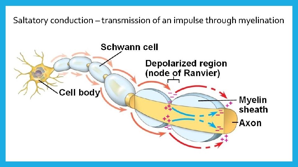 Saltatory conduction – transmission of an impulse through myelination 