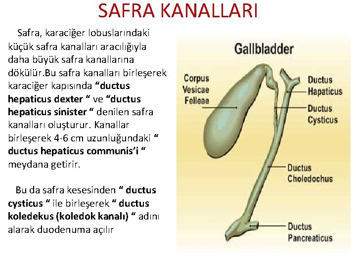 SAFRA KANALLARI Safra, karaciğer lobuslarındaki küçük safra kanalları aracılığıyla daha büyük safra kanallarına dökülür.