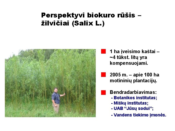 Perspektyvi biokuro rūšis – žilvičiai (Salix L. ) 1 ha įveisimo kaštai – ~4