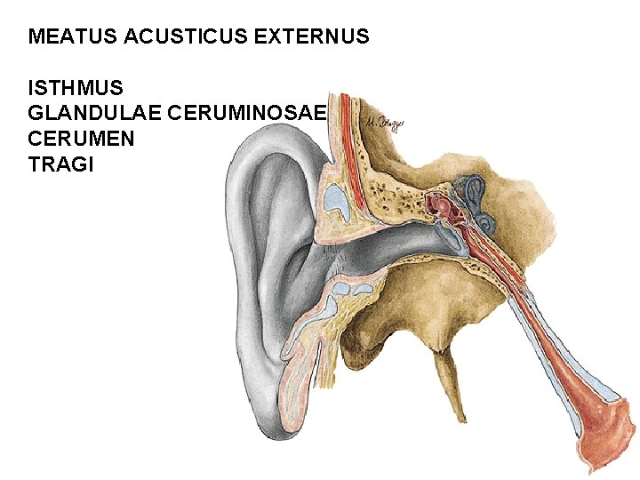 MEATUS ACUSTICUS EXTERNUS ISTHMUS GLANDULAE CERUMINOSAE CERUMEN TRAGI 