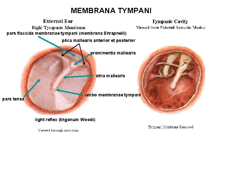 MEMBRANA TYMPANI pars flaccida membranae tympani (membrana Shrapnelli) plica mallearis anterior et posterior prominentia