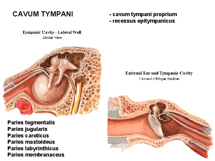 CAVUM TYMPANI Paries tegmentalis Paries jugularis Paries caroticus Paries mastoideus Paries labyrinthicus Paries membranaceus