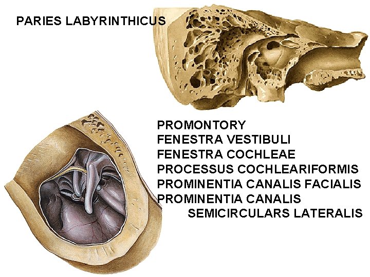 PARIES LABYRINTHICUS PROMONTORY FENESTRA VESTIBULI FENESTRA COCHLEAE PROCESSUS COCHLEARIFORMIS PROMINENTIA CANALIS FACIALIS PROMINENTIA CANALIS