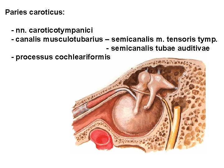 Paries caroticus: - nn. caroticotympanici - canalis musculotubarius – semicanalis m. tensoris tymp. -