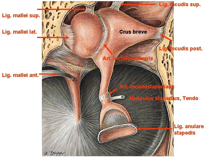 Lig. incudis sup. Lig. mallei lat. Crus breve Lig. incudis post. Art. incudomallearis Lig.