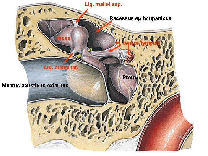 Lig. mallei sup. Recessus epitympanicus Incus M. tensor tympani Lig. mallei lat. Prom. Meatus