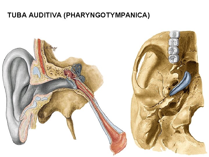 TUBA AUDITIVA (PHARYNGOTYMPANICA) 