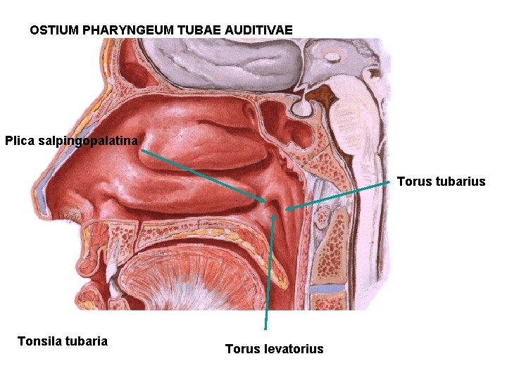 OSTIUM PHARYNGEUM TUBAE AUDITIVAE Plica salpingopalatina Torus tubarius Tonsila tubaria Torus levatorius 