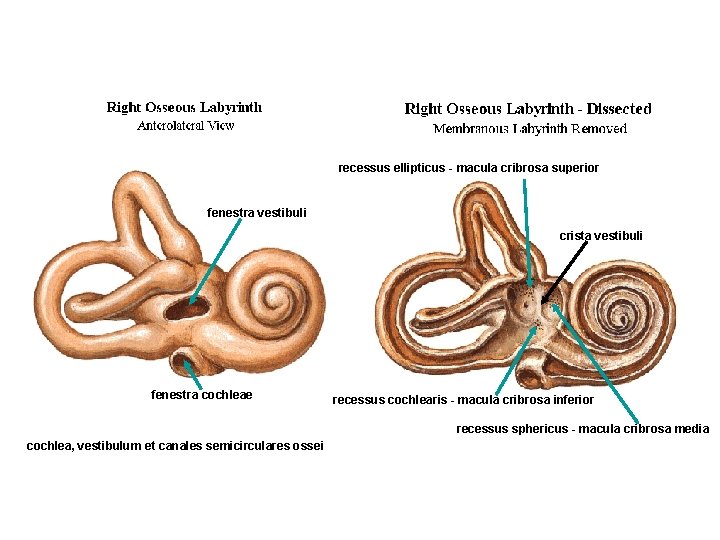 recessus ellipticus - macula cribrosa superior fenestra vestibuli crista vestibuli fenestra cochleae recessus cochlearis