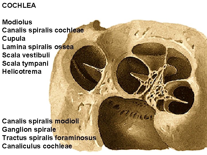 COCHLEA Modiolus Canalis spiralis cochleae Cupula Lamina spiralis ossea Scala vestibuli Scala tympani Helicotrema