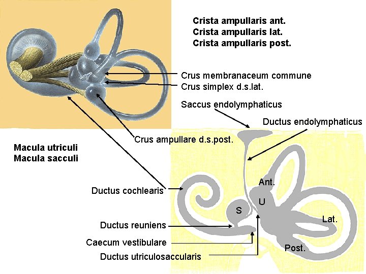 Crista ampullaris ant. Crista ampullaris lat. Crista ampullaris post. Crus membranaceum commune Crus simplex