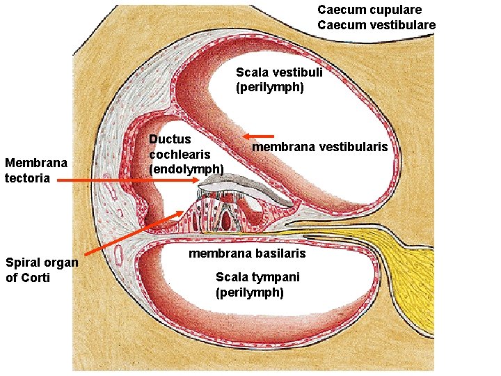 Caecum cupulare Caecum vestibulare Scala vestibuli (perilymph) Membrana tectoria Spiral organ of Corti Ductus