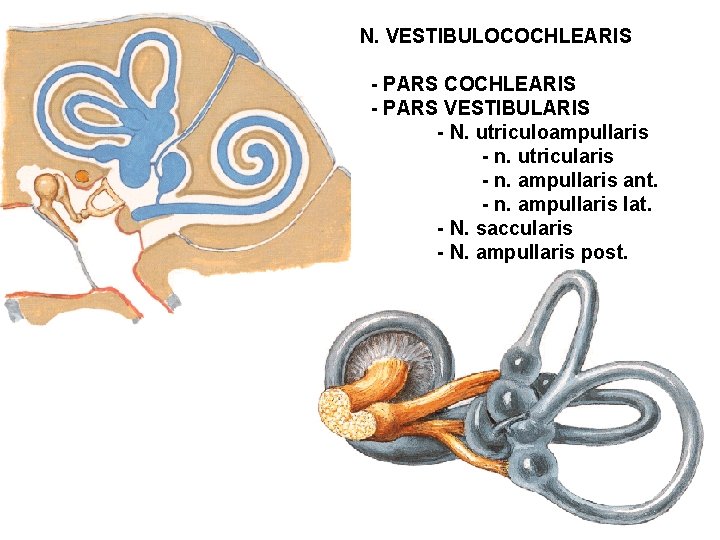 N. VESTIBULOCOCHLEARIS - PARS VESTIBULARIS - N. utriculoampullaris - n. utricularis - n. ampullaris