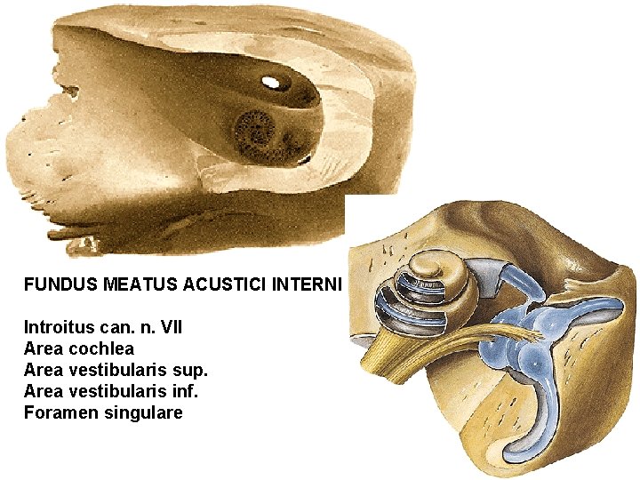 FUNDUS MEATUS ACUSTICI INTERNI Introitus can. n. VII Area cochlea Area vestibularis sup. Area