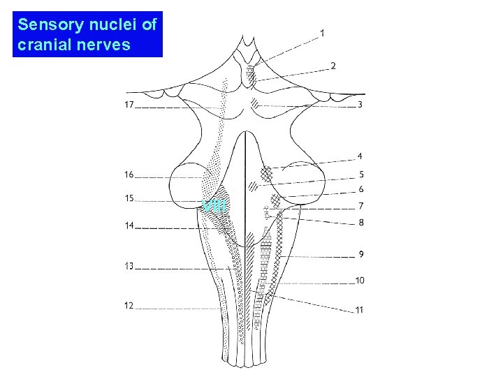 Sensory nuclei of cranial nerves VIII 