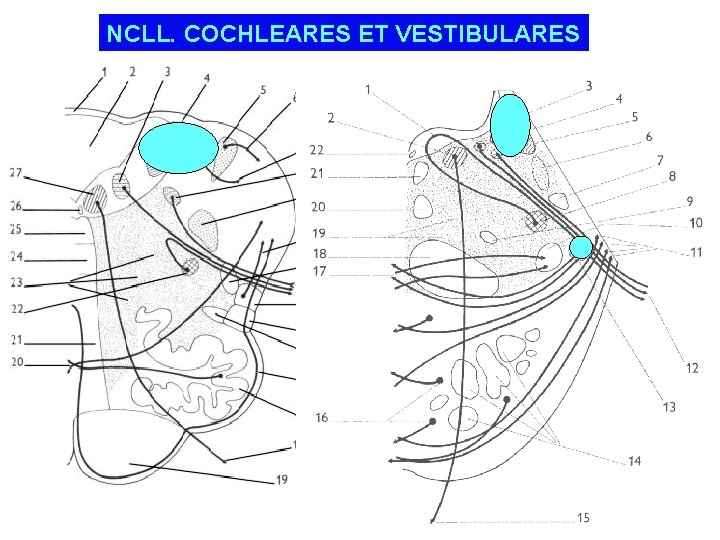 NCLL. COCHLEARES ET VESTIBULARES 