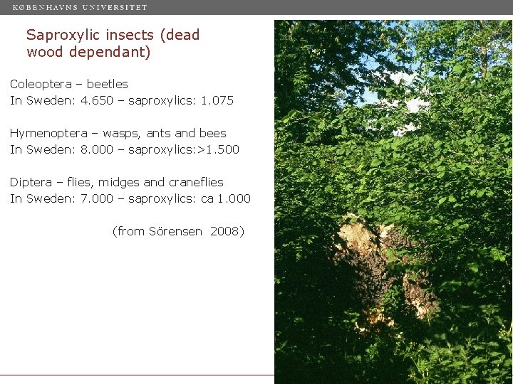 Saproxylic insects (dead wood dependant) Coleoptera – beetles In Sweden: 4. 650 – saproxylics: