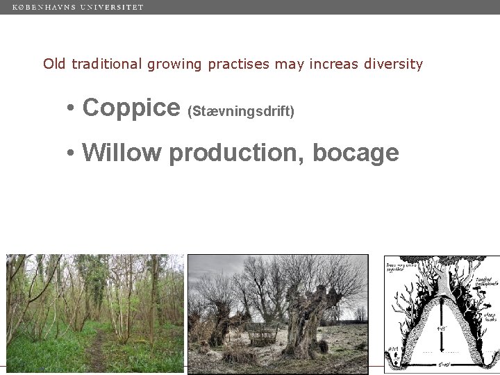 Old traditional growing practises may increas diversity • Coppice (Stævningsdrift) • Willow production, bocage