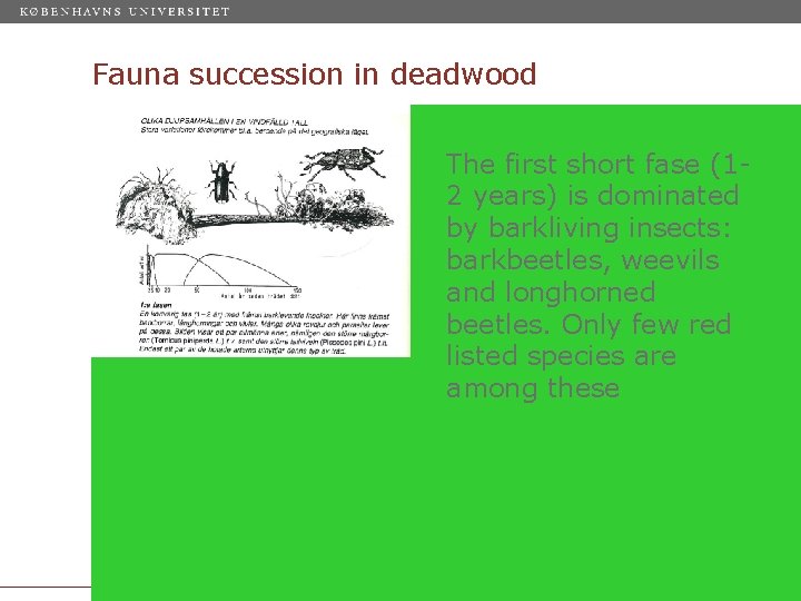 Fauna succession in deadwood The first short fase (12 years) is dominated by barkliving