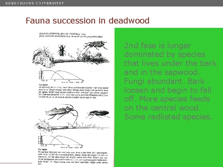 Fauna succession in deadwood 2 nd fase is longer dominated by species that lives