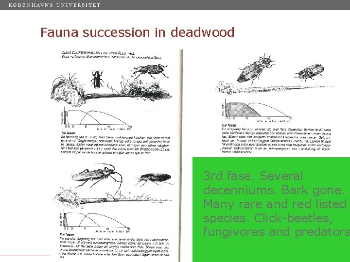 Fauna succession in deadwood 3 rd fase. Several decenniums. Bark gone. Many rare and