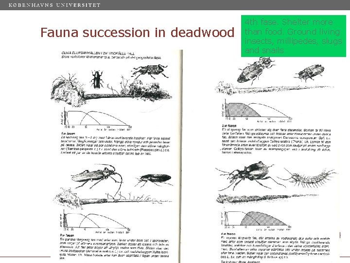 Fauna succession in deadwood 4 th fase. Shelter more than food. Ground living insects,