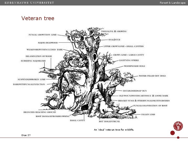 Forest & Landscape Veteran tree An ‘ideal’ veteran tree for wildlife. Dias 27 