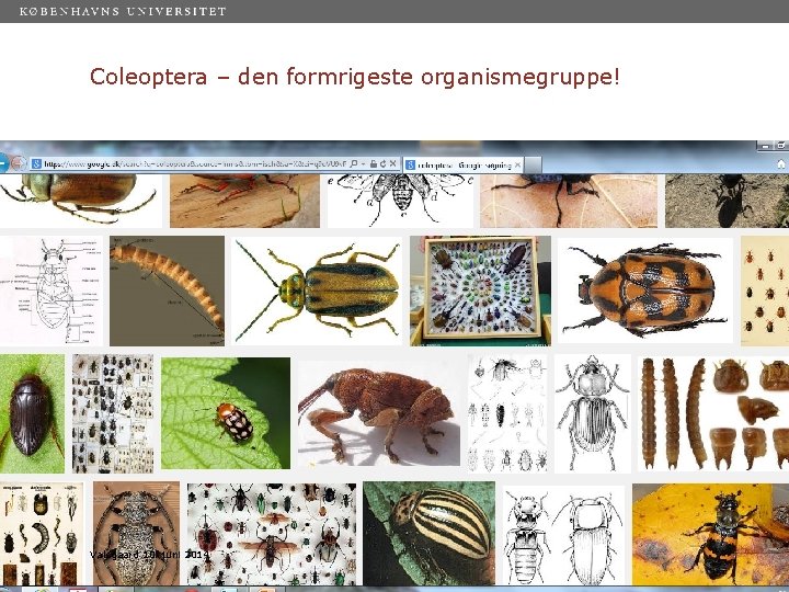 Coleoptera – den formrigeste organismegruppe! Valsgaard 10. juni 2014 