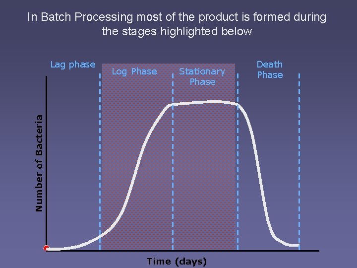 In Batch Processing most of the product is formed during the stages highlighted below