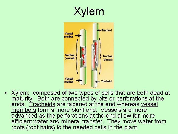 Xylem • Xylem: composed of two types of cells that are both dead at